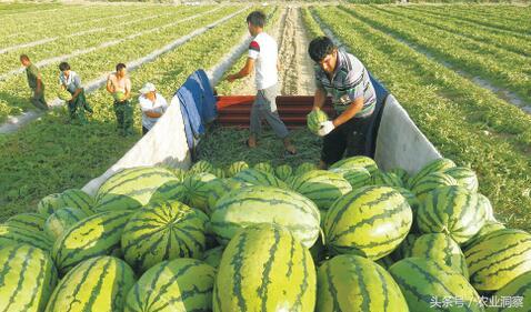科技革新引領夏日西瓜市場,最新行情暢享清涼