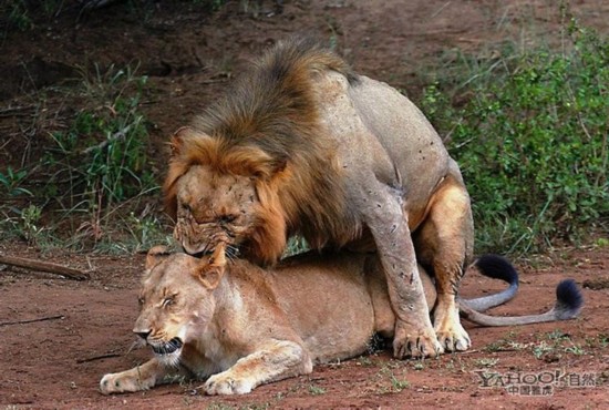 最新動物交配,探索變化的力量與自信成就之旅