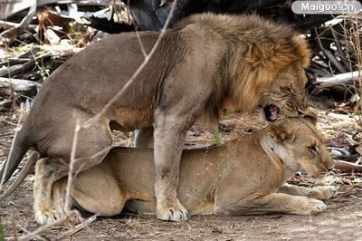 最新動物交配,探索變化的力量與自信成就之旅