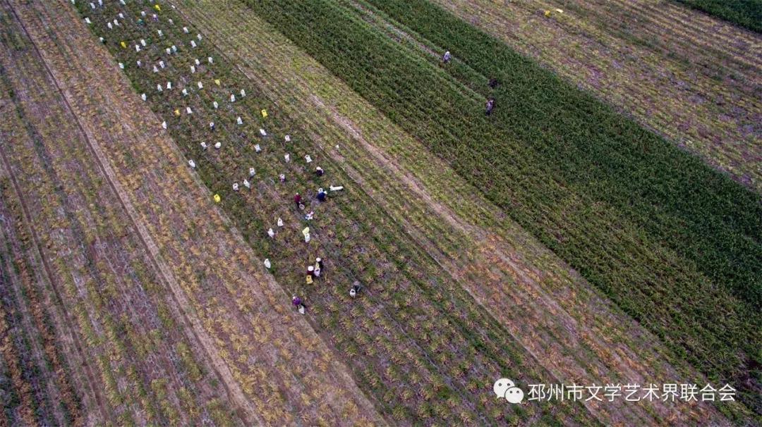 江蘇大蒜最新行情揭秘，小巷深處的蒜香寶藏價格波動解析