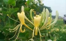 平邑金銀花最新價格，一場自然美景與金銀花的旅行探索