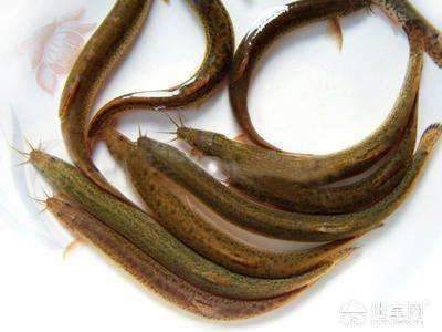 泥鰍最新行情，市場動態與友情交織的小漣漪