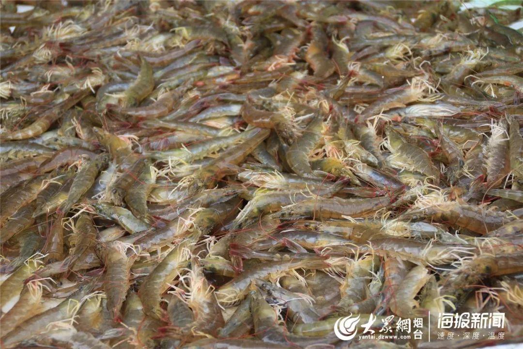 萊州大姜最新價格信息更新！