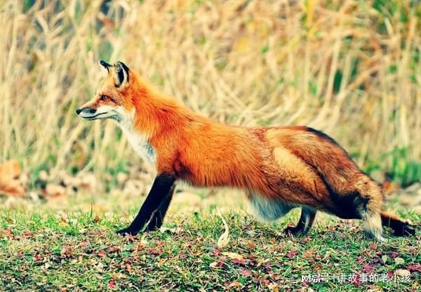 狐貍最新視頻,全新視角與深度解讀