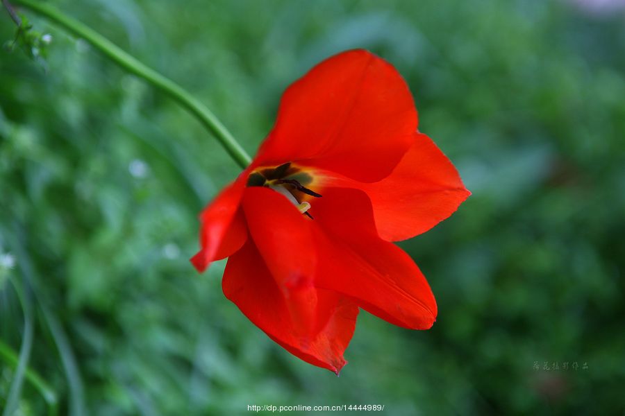 艷香迷醉最新學習指南,掌握任務與技能之道