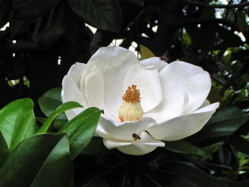 廣玉蘭最新價格，家的溫馨與市場價格揭秘