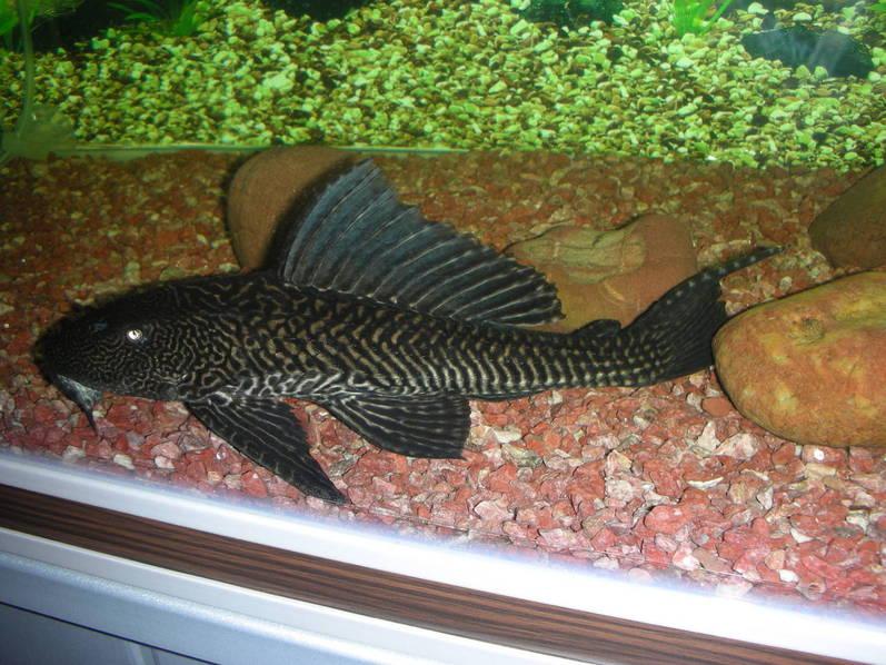 ??其他最新用法大揭秘，全面探索，一覽無遺??