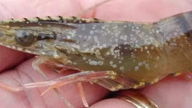 白斑病最新治療技術(shù)觀點論述,探索有效的白斑病治療新技術(shù)