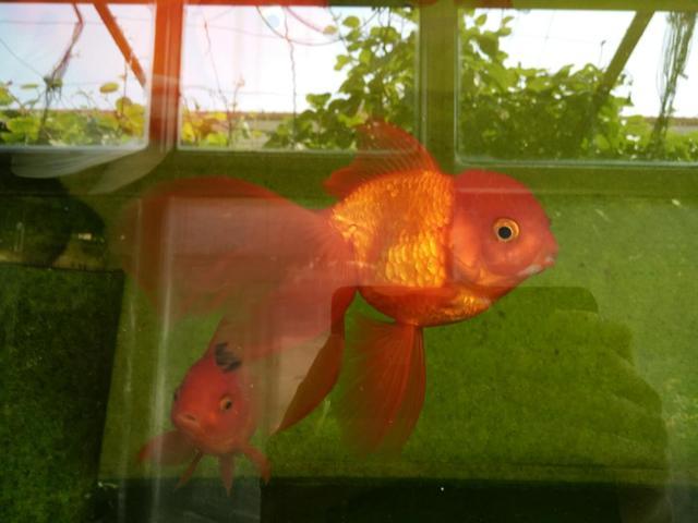 白斑病最新治療技術(shù)觀點論述,探索有效的白斑病治療新技術(shù)