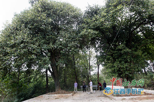 石崗鎮最新動態速遞，關注最新消息??????