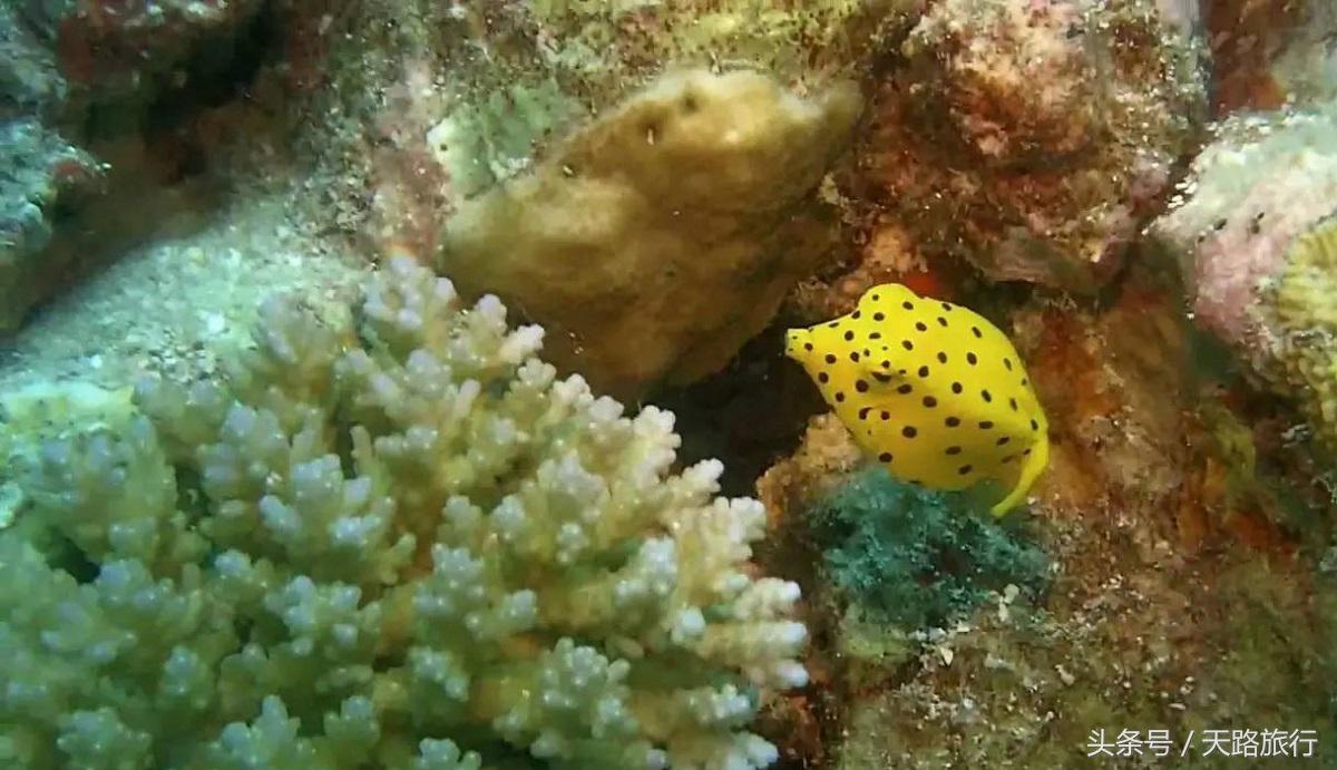 盒子魚官方下載最新版,科技引領生活,智能新紀元開啟之門