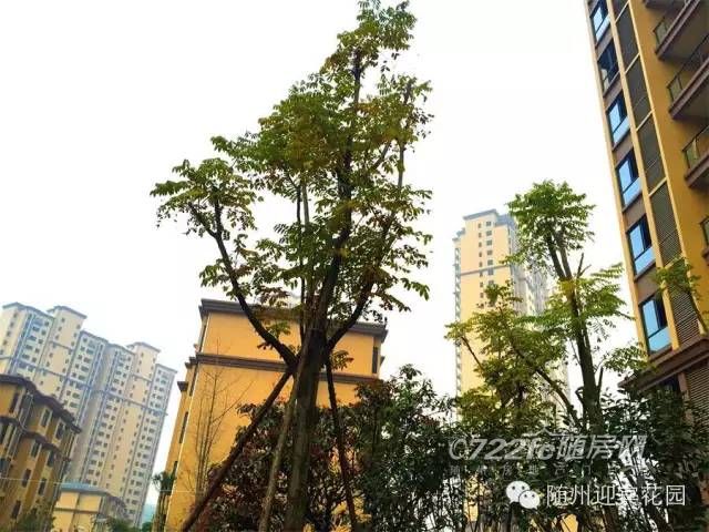 隨州迎賓花園最新動(dòng)態(tài),自然美景探索之旅,尋找內(nèi)心平和與喜悅的居所