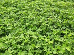 探尋小巷秘寶,揭秘花生秧價格與獨特小店的奇妙邂逅