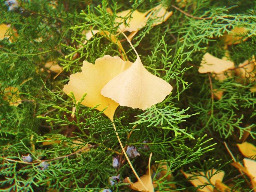 順德杏壇最新道路規劃與家的溫馨故事揭曉