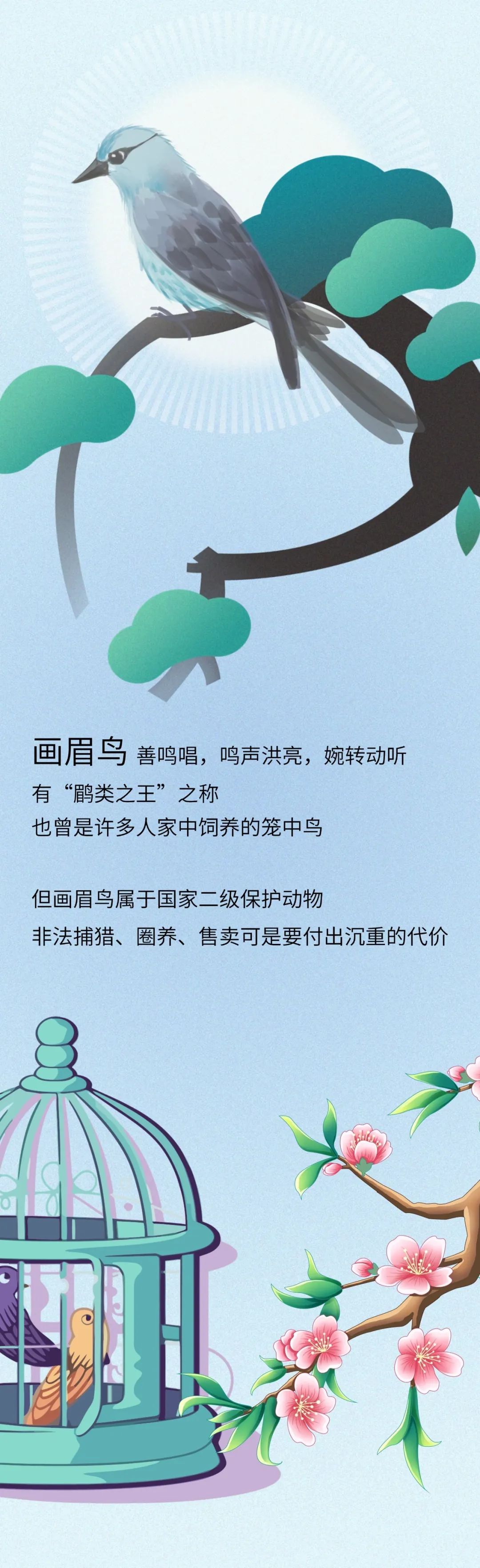 養畫眉鳥最新養殖技術揭秘,日常趣事與養殖技巧分享