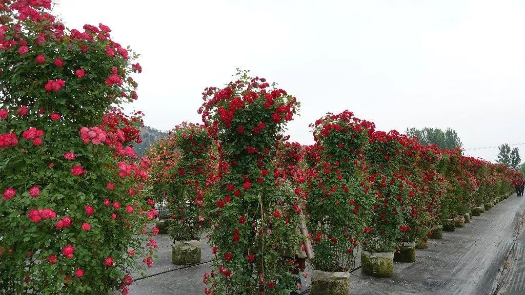 部落沖突6本迷宮陣最新攻略與詳細步驟指南