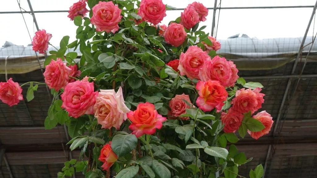 部落沖突6本迷宮陣最新攻略與詳細步驟指南