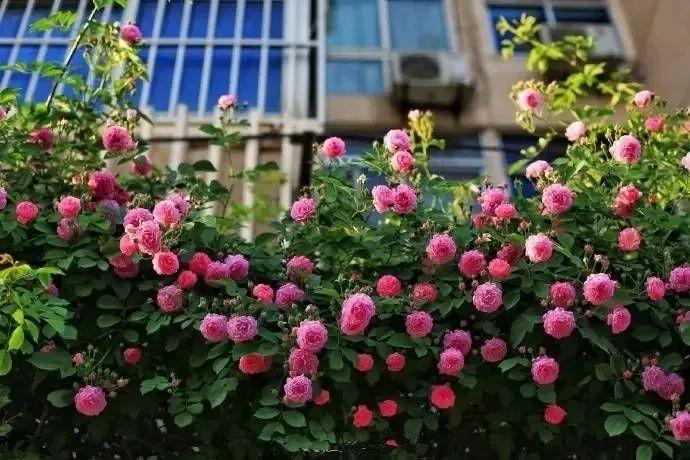 部落沖突6本迷宮陣最新攻略與詳細步驟指南