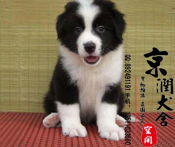 天佑犬業高品質寵物世界精彩瞬間探索