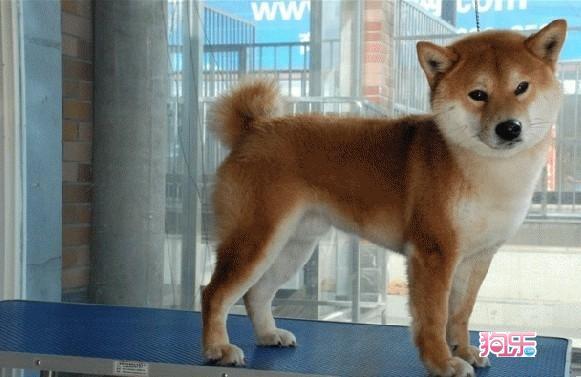 天佑犬業高品質寵物世界精彩瞬間探索