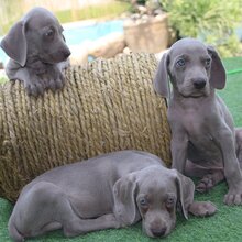 天佑犬業高品質寵物世界精彩瞬間探索