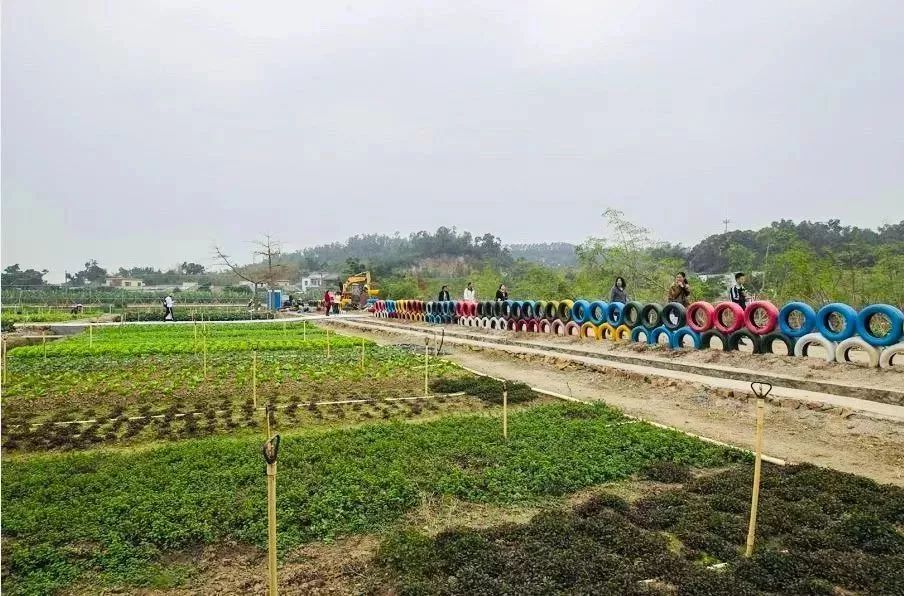 珠海代耕農最新動態更新 ????(最新消息)