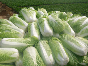 山東大白菜最新價格揭秘,小巷深處的白菜情緣