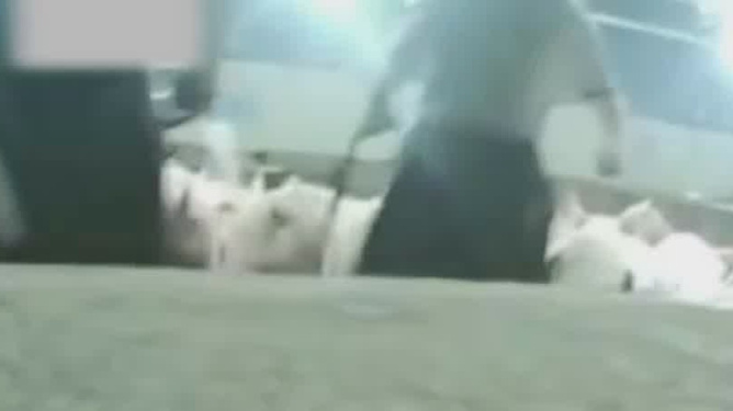 最新活春官視頻實拍,探索自然美景,尋覓內心寧靜之旅