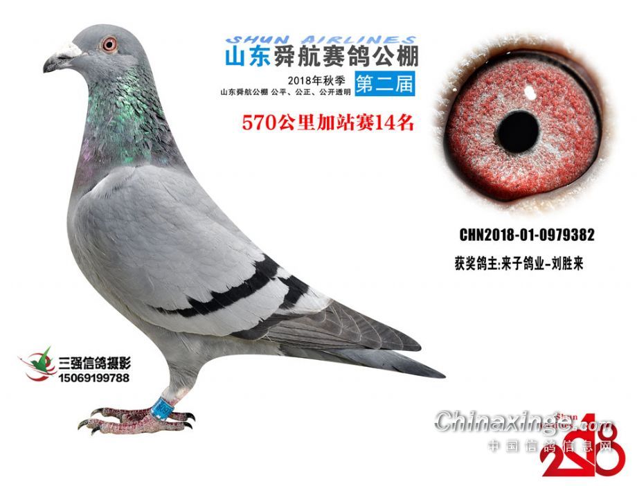 文德賽鴿公棚最新公告，一段溫馨的鴿子傳說