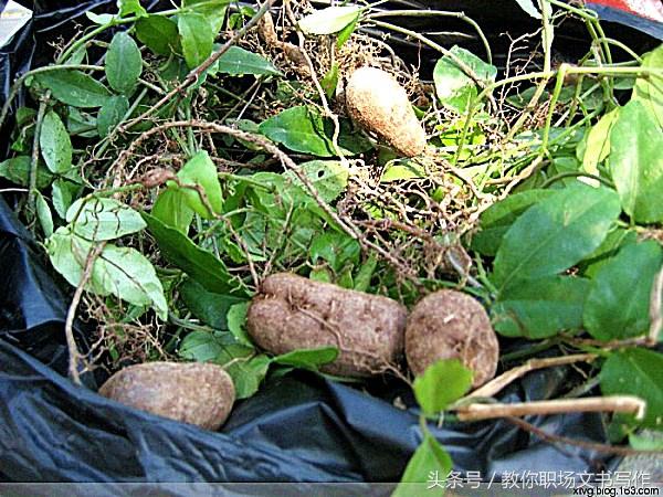 最新觀點闡述，老鼠你最新