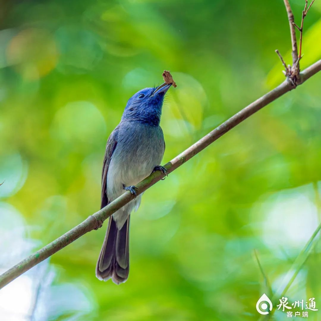 鳥最新動態，與自然美景的邂逅，尋求內心的平和寧靜之旅