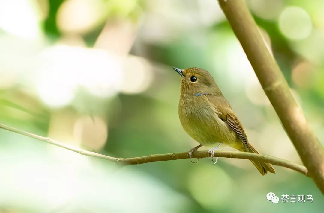 鳥(niǎo)最新動(dòng)態(tài),與自然美景的邂逅,尋求內(nèi)心的平和寧?kù)o之旅