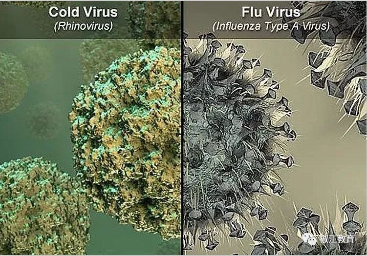 鼻病毒最新動態,研究、治療與預防進展