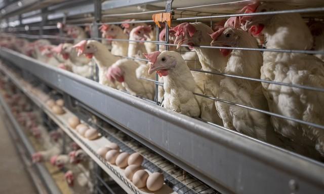 淘雞最新動(dòng)態(tài)，禽類養(yǎng)殖新趨勢(shì)與科技進(jìn)展探索