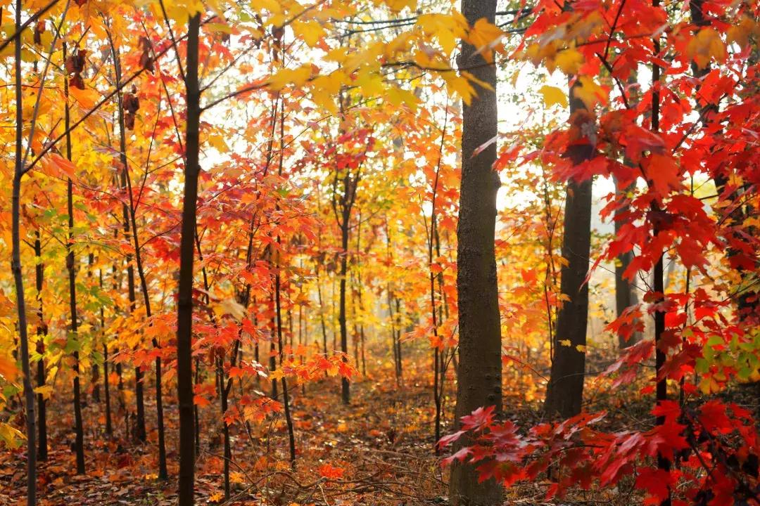 南京，歷史重大事件與現(xiàn)代地位，探尋返城最新動態(tài)