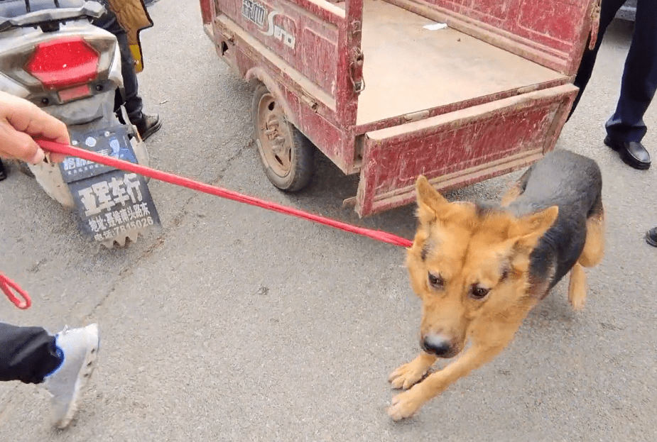 最新狗肉車，一路學習，自信閃耀的旅程