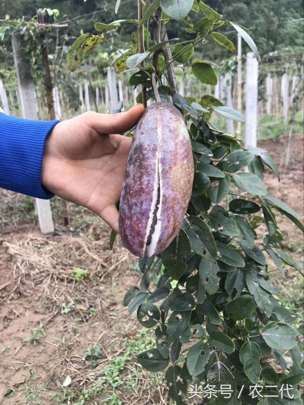 旅行的美好價值超越腎最新價格！