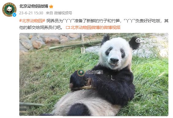 丫丫最新圖，時尚潮流與藝術魅力的交融探索