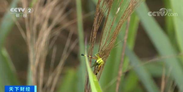 云南蝗蟲最新動態，自然美景下的探索之旅