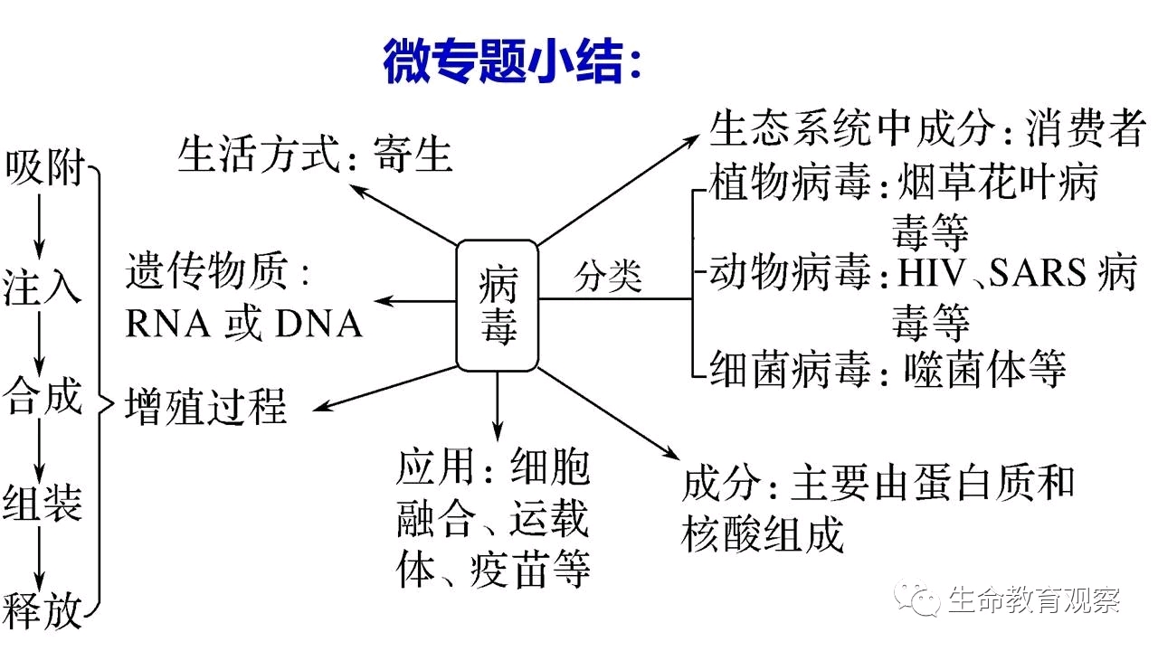 小巷深處的獨特生物小店探秘，焦點生物最新動態揭秘