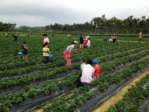 采紅最新現象深度解析與觀點闡述，探究背后的趨勢與意義