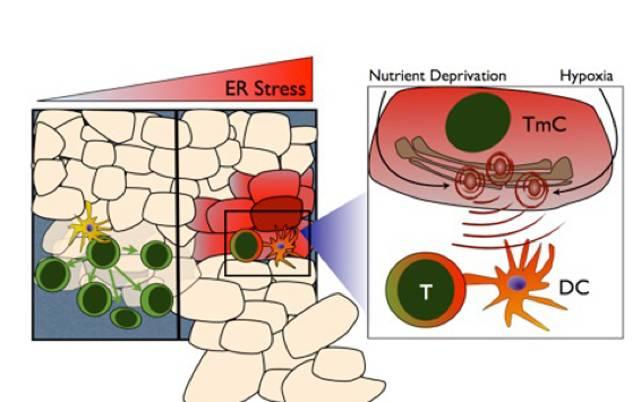 癌癥最新動態揭秘,小巷深處的抗癌秘密花園