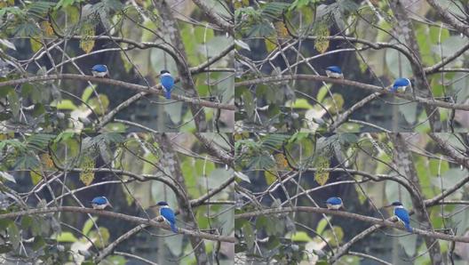 最新鳥類視頻大放送,領(lǐng)略飛翔之美的精彩瞬間!