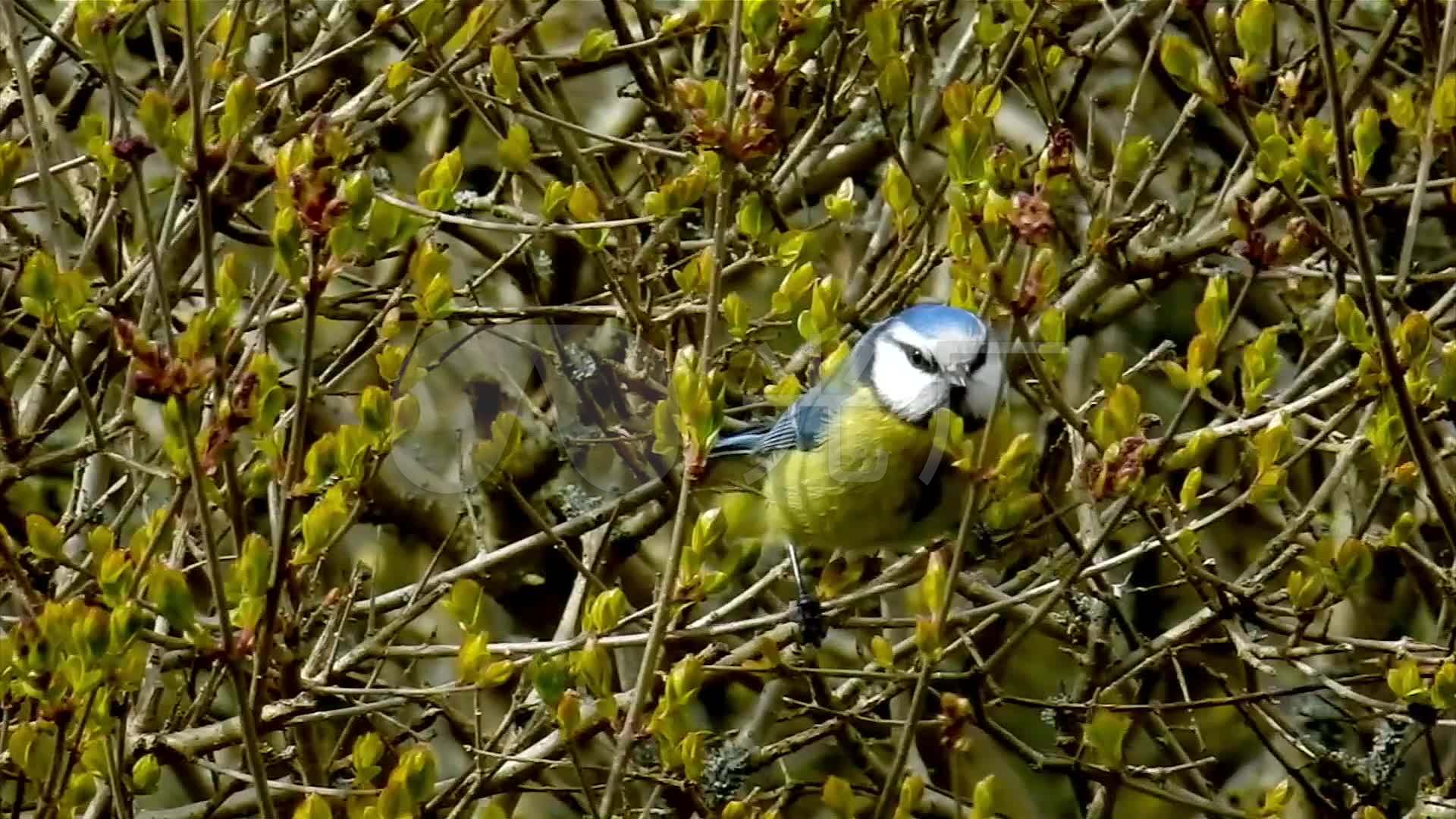 最新鳥類視頻大放送,領略飛翔之美的精彩瞬間!