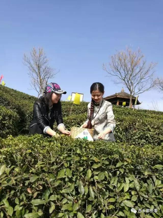 白楊精神的時代標桿，永恒的精神象征，最新人物揭秘