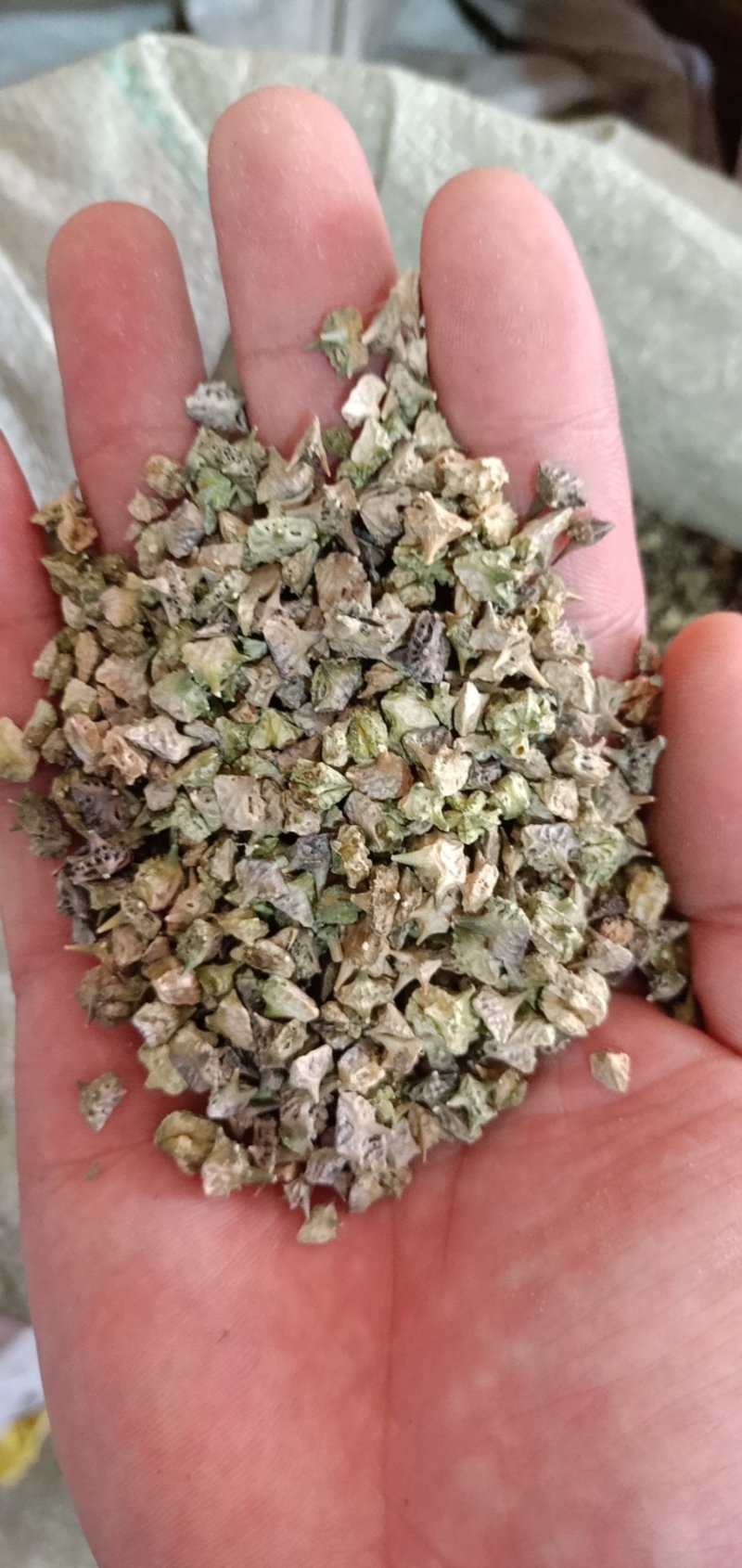 蒺藜最新價格,成長之旅的自信與成就感之路