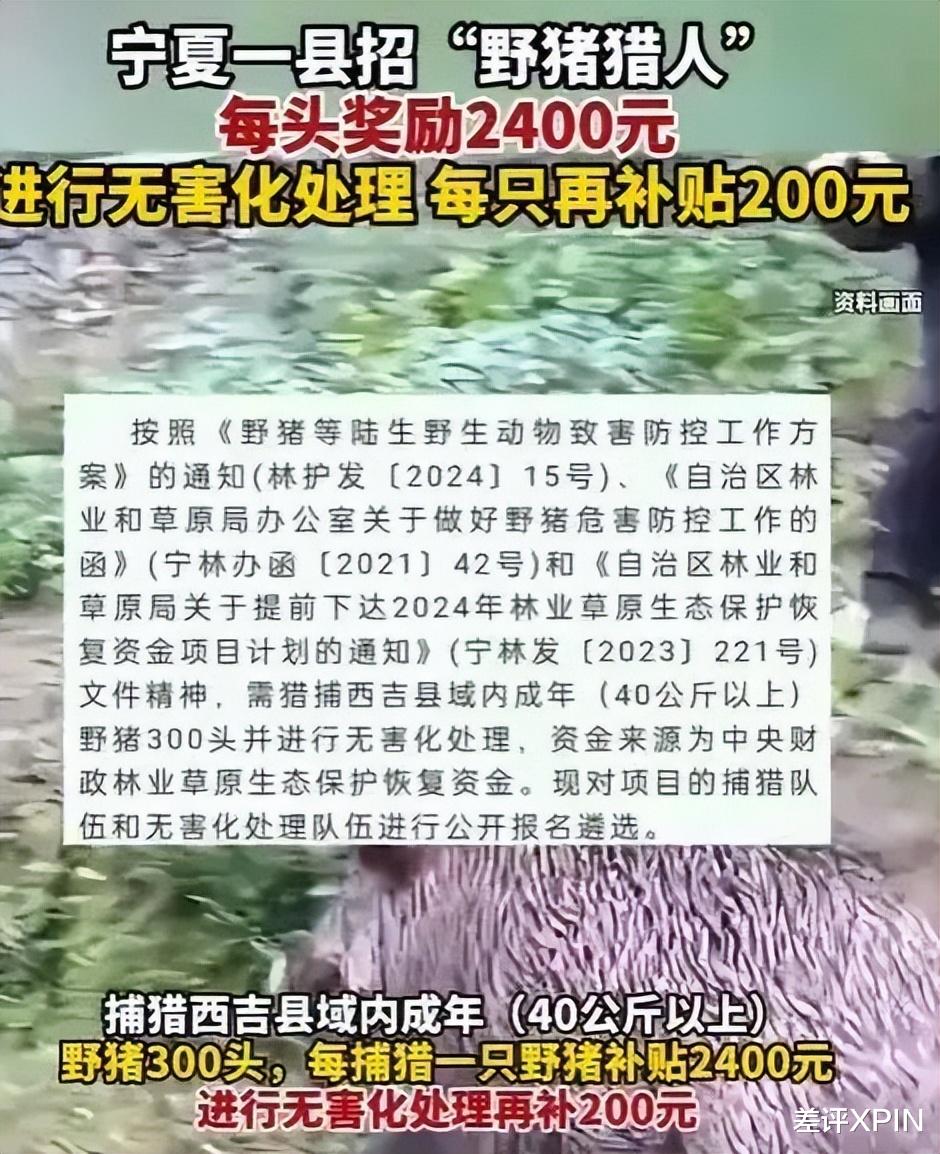 野豬最新棲息地,生態現象的多維觀察