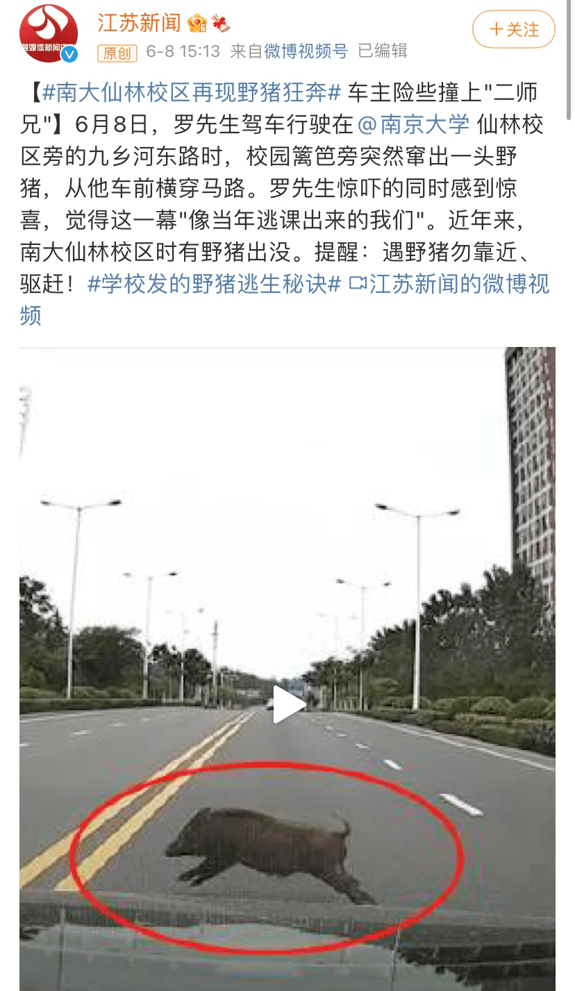 野豬最新棲息地,生態(tài)現(xiàn)象的多維觀察