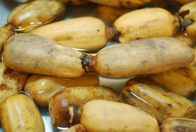 藕最新行情，時代背景下的位置影響與產(chǎn)業(yè)影響分析