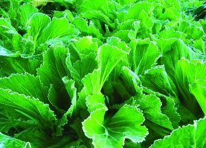 最新芥菜種,小巷深處的味覺盛宴